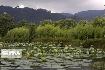 Iran's Soostan Lagoon in Lahijan;  a perfect tourist spot