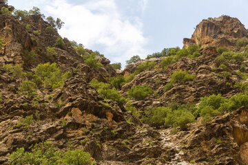 آفت جوانه‌خوار بلوط در ۲۴ هزار هکتار از جنگل‌های چهارمحال و بختیاری به مرحله طغیان رسید