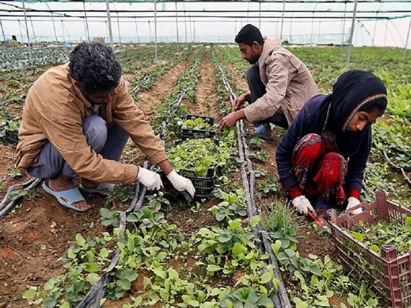 طرح طبقه‌بندی مشاغل اجرا می‌شود