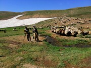 حدود ۷ هزار خانوار عشایری تحت پوشش بیمه اجتماعی قرار گرفتند