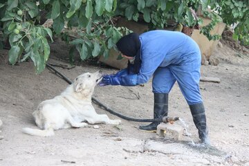 پناهگاه نگهداری سگ‌های بی‌صاحب در مهاباد