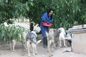 پناهگاه نگهداری سگ‌های بی‌صاحب در مهاباد