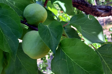 یک محقق علوم باغی و گیاهی در همدان با ابتکار و تجربه ای حاصل از ۴۵ سال تحقیق و پژوهش موفق به پرورش درختان پایه کوتاه در باغ خود شده و انواع درختان میوه را با ارتفاعی حدود ۱۰ سانتی متر به بار نشانده است باغ پرویز ملک زاده با عنوان باغ جادو نامگذاری شده است.