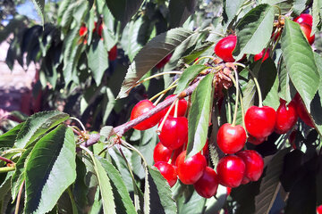 یک محقق علوم باغی و گیاهی در همدان با ابتکار و تجربه ای حاصل از ۴۵ سال تحقیق و پژوهش موفق به پرورش درختان پایه کوتاه در باغ خود شده و انواع درختان میوه را با ارتفاعی حدود ۱۰ سانتی متر به بار نشانده است باغ پرویز ملک زاده با عنوان باغ جادو نامگذاری شده است.