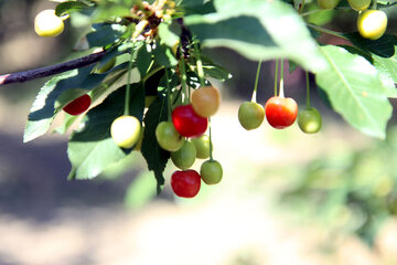 یک محقق علوم باغی و گیاهی در همدان با ابتکار و تجربه ای حاصل از ۴۵ سال تحقیق و پژوهش موفق به پرورش درختان پایه کوتاه در باغ خود شده و انواع درختان میوه را با ارتفاعی حدود ۱۰ سانتی متر به بار نشانده است باغ پرویز ملک زاده با عنوان باغ جادو نامگذاری شده است.