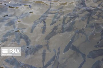 Fish farming