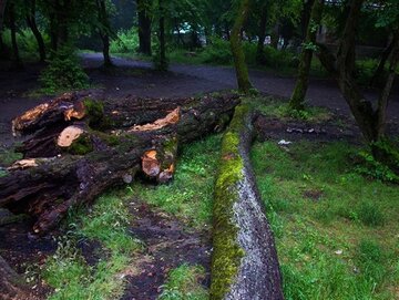 جمع آوری و خروج درختان شکسته افتاده از جنگل های شمال همچنان ممنوع است