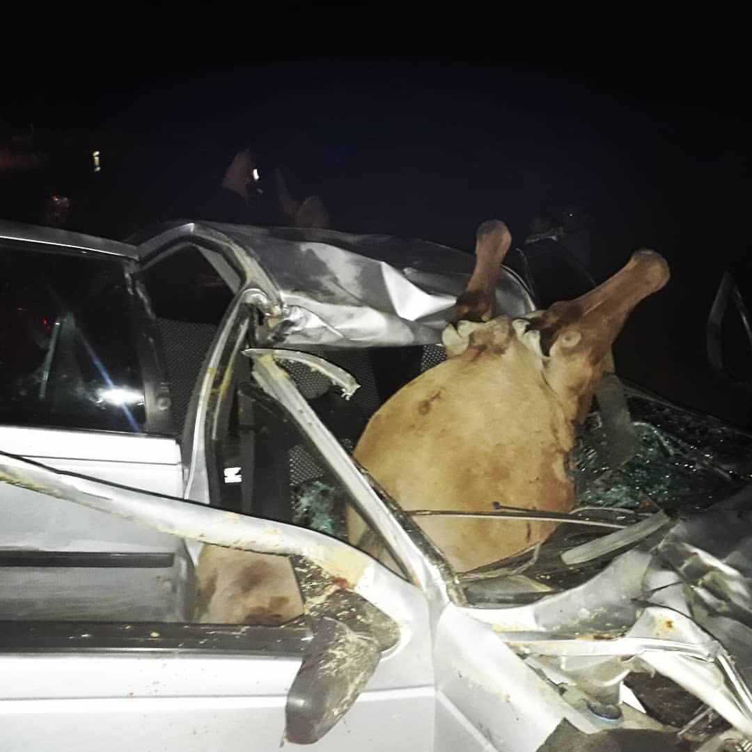 برخورد خودرو با شتر در خور و بیابانک ۳ مصدوم برجا گذاشت برخورد خودرو با شتر در خور و بیابانک ۳ مصدوم برجا گذاشت
