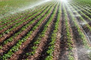 کشاورزی چهارمحال و بختیاری در بحران خشکسالی نیازمند اجرای طرح آبیاری نوین 