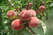 تولید هلو از باغ‌های مهاباد ۵۰ درصد افزایش یافت