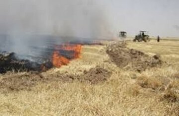 آتش زدن بقایای محصولات کشاورزی جرم محسوب می شود