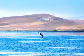 Soldoz Wetland in northwestern Iran