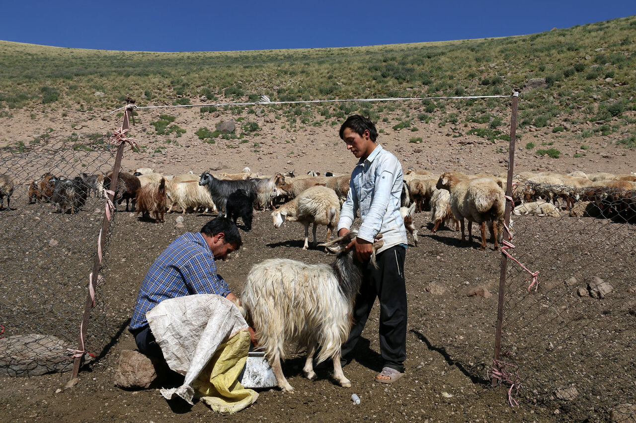 برنامه اصلاح دام در استان اردبیل اجرا می‌شود