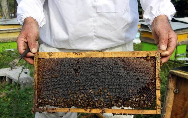 برداشت عسل در مهریز ۳۰ درصد افزایش یافت