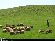 ۳۰۲ هزار دامدار پروانه چرا دریافت کرده‌اند