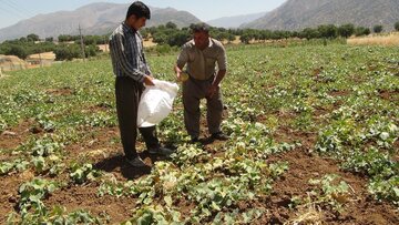 برداشت گرمک از دیم زارهای شهرستان سروآباد