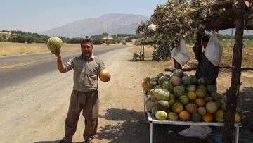 برداشت گرمک از دیم زارهای شهرستان سروآباد