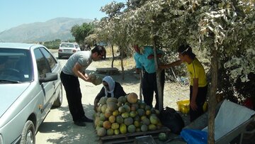 برداشت گرمک از دیم زارهای شهرستان سروآباد