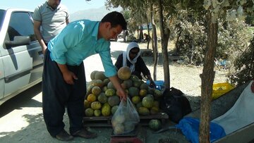 برداشت گرمک از دیم زارهای شهرستان سروآباد