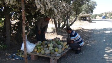 برداشت گرمک از دیم زارهای شهرستان سروآباد