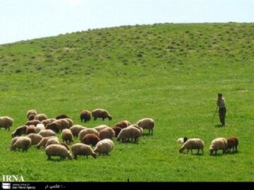 ۳۰۲ هزار دامدار پروانه چرا دریافت کرده‌اند