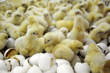 کاهش۱۸.۹ درصدی نرخ تورم تولید مرغداری در بهار ۹۸