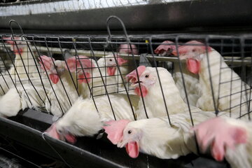 خروج حدود ۷۰۰ هزار مرغ زنده از خراسان شمالی