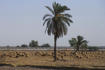 ۴ماه پس از سیل خوزستان در روستاهای سبهانیه و شاکریه دشت آزادگان