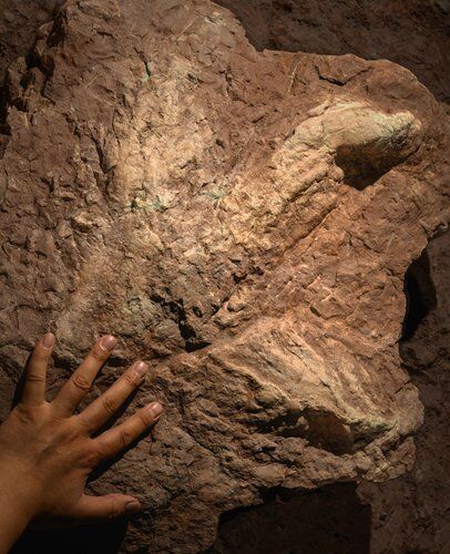 Asia’s 1st Tyrannosauripus found in China