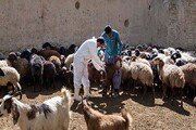 بیش از یک میلیون راس دام در کردستان علیه بیماری تب برفکی واکسینه شد