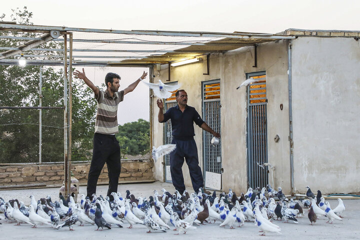 گروبندی کبوتران در کاشان