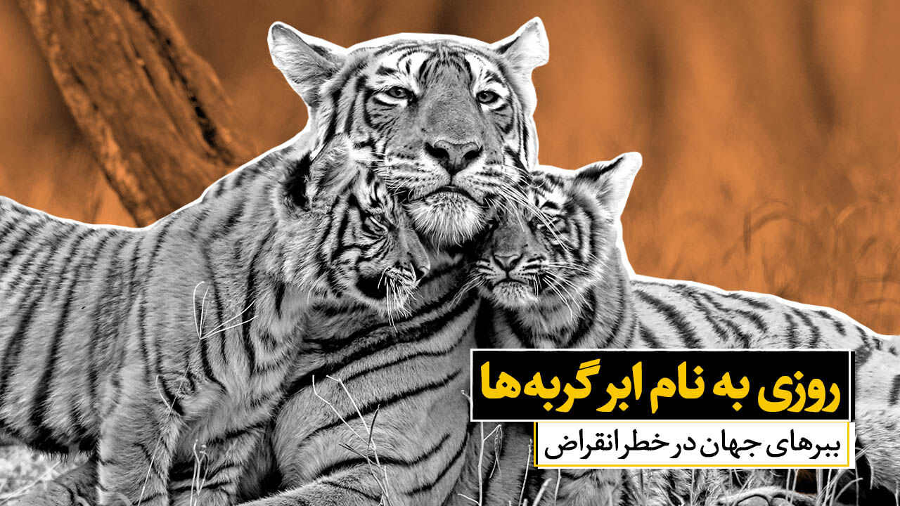 روزی به نام ابر گربه ها