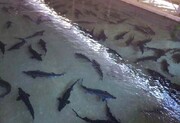 ۳۵۰۰ ماهی خاویاری در مزارع تولید ماهی سبزوار رها شد