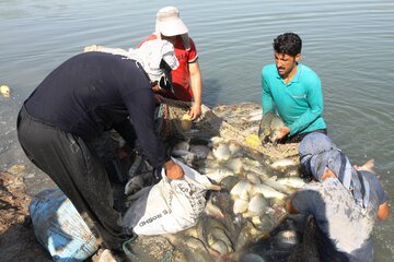 برداشت ماهیان گرمابی از مزارع پرورش ماهی قصرشیرین