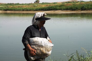 برداشت ماهیان گرمابی از مزارع پرورش ماهی قصرشیرین