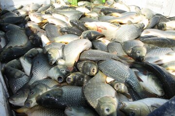 برداشت ماهیان گرمابی از مزارع پرورش ماهی قصرشیرین