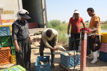 برداشت ماهیان گرمابی از مزارع پرورش ماهی قصرشیرین