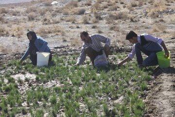 روستاهای بدون بیکار، کارآمدی دولت در ریشه‌کنی بیکاری در مناطق روستایی