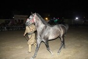 جشنواره اسب اصیل کُردی شمال‌غرب کشور در مهاباد برگزار شد