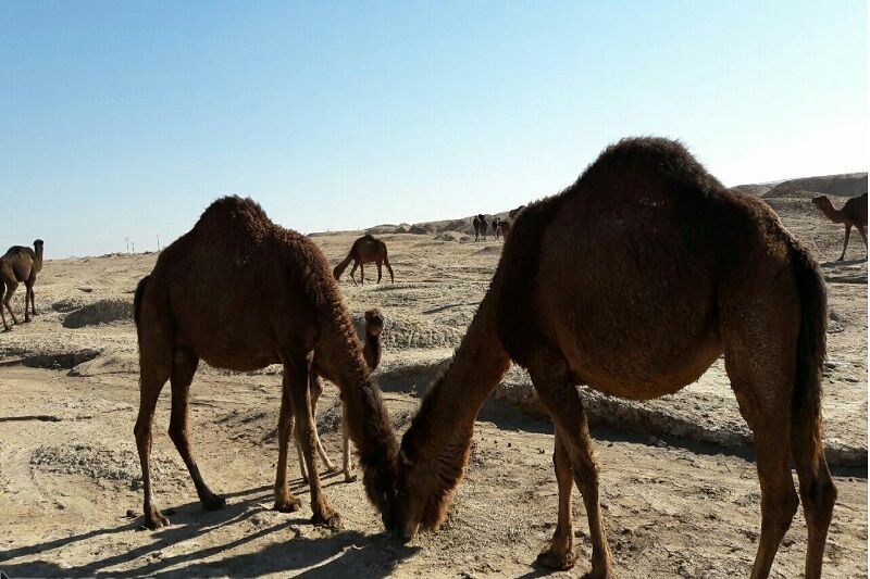 شترداری جز مشاغل سنتی مردم بخش مرکزی استان است