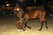 El Festival del antiguo caballo kurdo en Mahabad