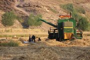 خرید گندم در استان یزد ۵۰ درصد کاهش یافت