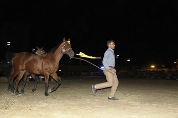 جشنواره اسب اصیل کُردی شمال‌غرب کشور در مهاباد برگزار شد