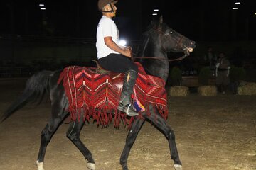 جشنواره اسب اصیل کُردی شمال‌غرب کشور در مهاباد برگزار شد