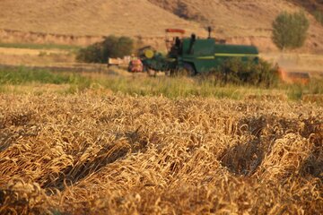 ۸۰۰ تن گندم در چالدران خریداری شد