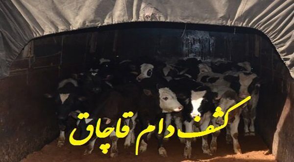 ۳۷ رأس دام قاچاق در ورامین کشف شد ۳۷ رأس دام قاچاق در ورامین کشف شد