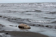 زخم آلودگی دریای خزر چشم انتظار اقدامات عملی برای التیام 