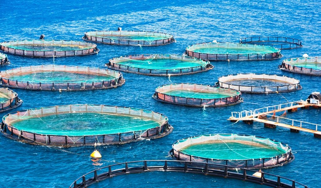 Chabahar: Iran's paradise of Aquaculture - IRNA English