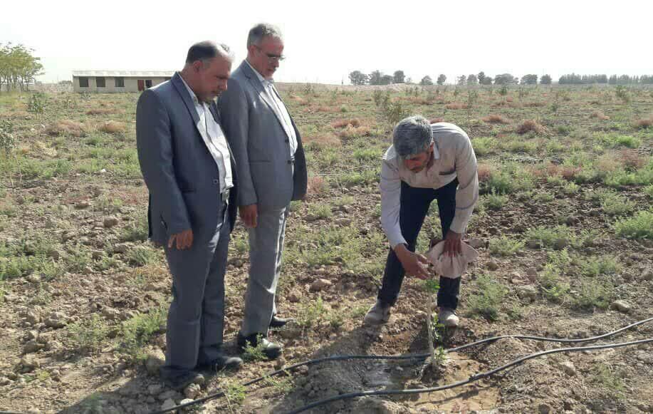 قرچک ظرفیت کشت پسته را دارد قرچک ظرفیت کشت پسته را دارد