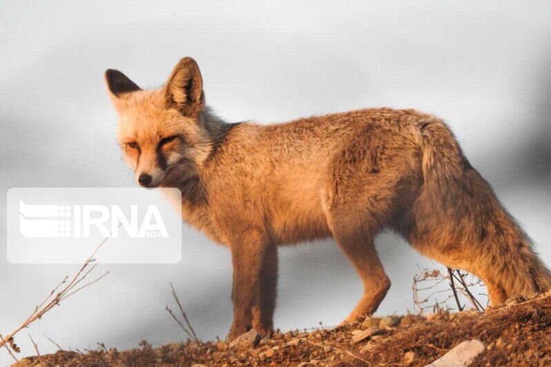 روباه؛ جان کودک سه ساله را در کبودرآهنگ گرفت